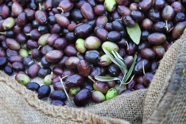 新鮮な収穫オリーブ側黄麻布の袋 — ストック写真