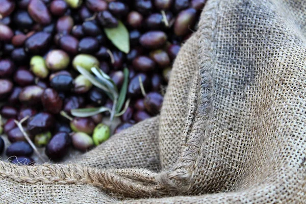 Frisch Geerntete Oliven Mit Kleesäcken Der Seite Fokus Auf Die — Stockfoto