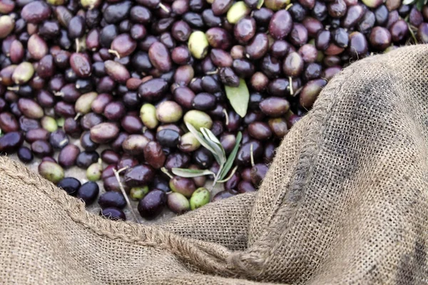 Frisch Geerntete Oliven Mit Kleesäcken Der Seite Fokus Auf Die — Stockfoto