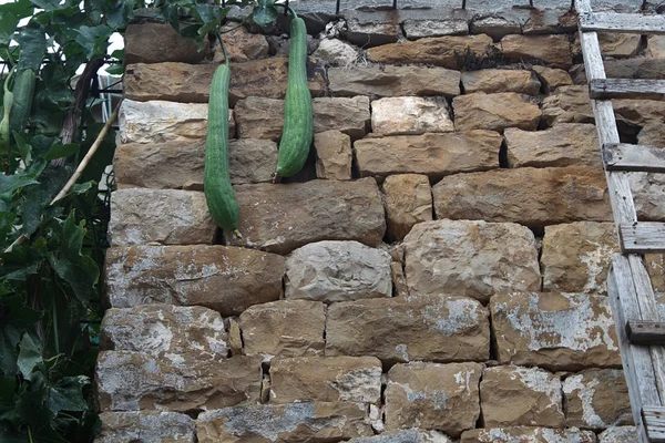 Bir Taş Duvarın Önünde Asılı Iki Lif Kabağı Bitkiler — Stok fotoğraf