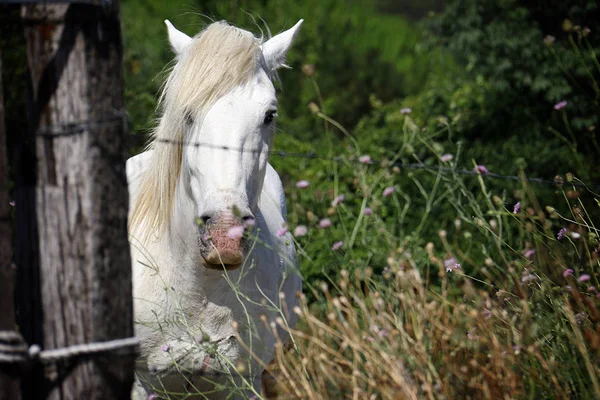 Vit Häst Som Står Bakom Taggtråd Stirrar Kameran — Stockfoto