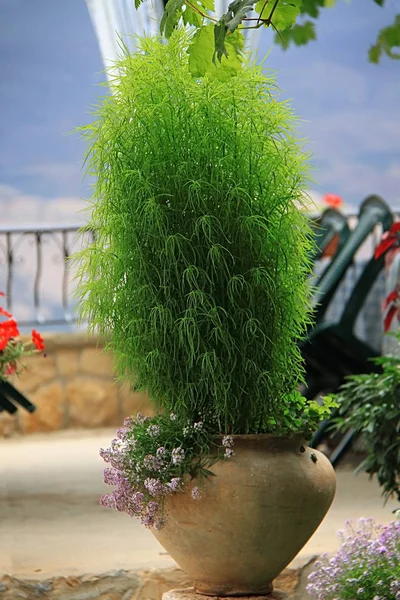 Grön Dekorativ Växt Keramik Vas — Stockfoto