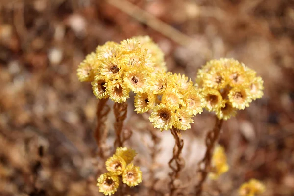 Monte Flores Amarelas Immortelle Helichrysum Líbano — Fotografia de Stock