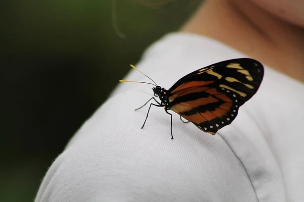 A monarch butterfly sitting on the shoulder if a girl.