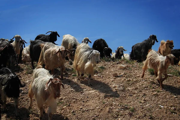 Una Manada Cabras Bajando Por Una Colina Rocosa —  Fotos de Stock