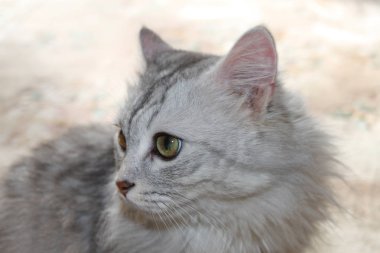 Gri kedi portraint pastel pembemsi arka plan üzerinde.