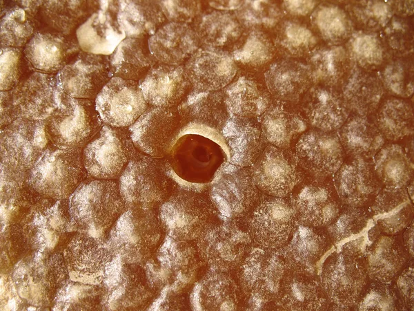 Una Honeycom Piena Miele Con Una Griglia Aperta — Foto Stock