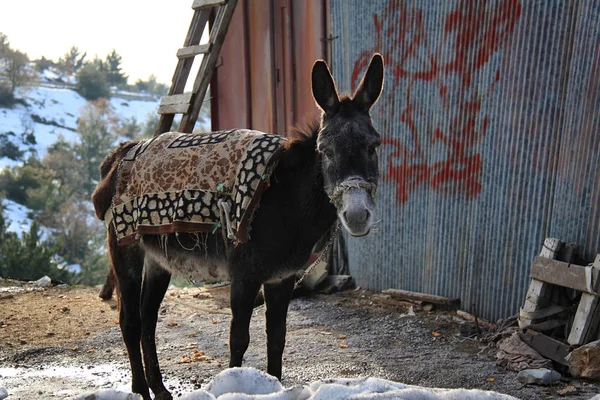 Donkey Lebanon Standing Cold — Stock Photo, Image