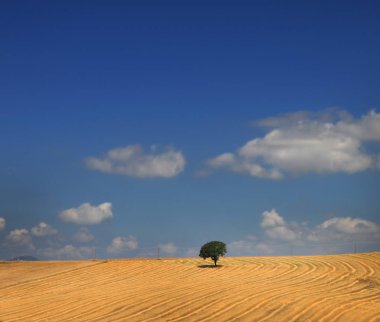 Mavi gökyüzü altında altın bir alanda yalnız bir meşe ağacı.