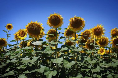 Ayçiçeği alan mavi gökyüzü, Umbria, İtalya karşı.