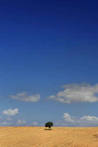Chêne Solitaire Dans Champ Doré Sous Ciel Bleu — Photo
