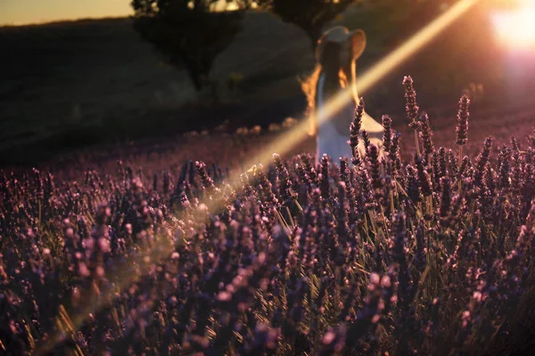 Eine Magische Szene Eines Mädchens Einem Lavendelfeld Bei Sonnenuntergang — Stockfoto