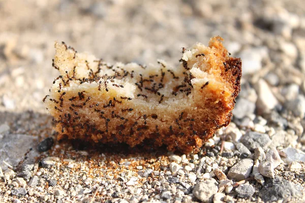 Uno Sciame Formiche Pezzo Pane Gettato Terra — Foto Stock