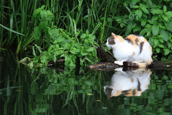 Gato descansando perto da lagoa — Fotografia de Stock
