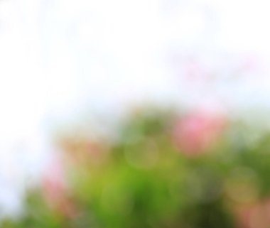 Bulanık yeşil ve pembe çiçek arkaplanı.