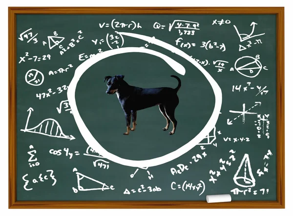 Cane animale domestico gesso bordo classe formazione Istruzione 3d Illustrazione — Foto Stock