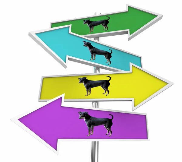 狗宠物动物标志选择方向 3d 插图 — 图库照片