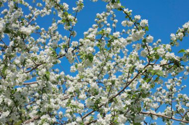 Mavi gökyüzü yakın çekim karşı çiçekleri elma ağacının dalları