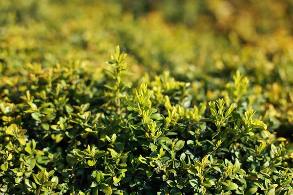 Hedge Buxus Plant Close — Stockfoto