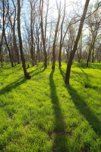 Bomen Groen Gras Het Park Het Voorjaar — Stockfoto