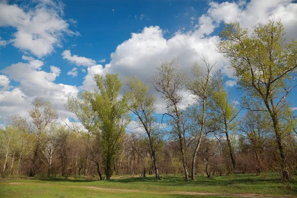 自然景观 牧场对着云的蓝天 — 图库照片