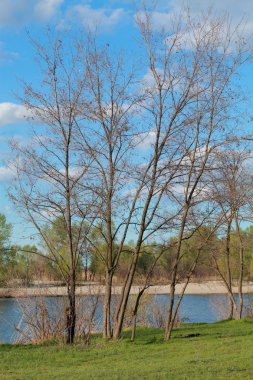 Bahar doğal peyzaj, nehir kıyısında ağaçta