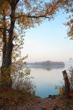 Sonbahar manzara, bir ağaç sarı nehir kıyısında şafak yaprak