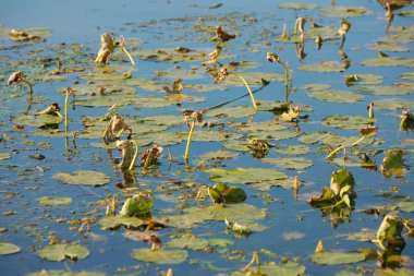 Kurutulmuş nilüferler