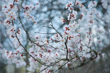 Kayısı ağacı çiçek