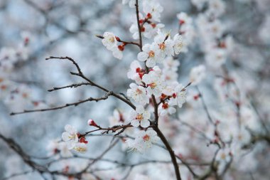 Kayısı ağacı çiçek