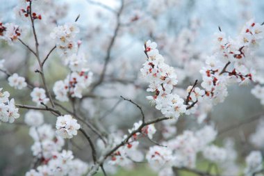 Kayısı ağacı çiçek