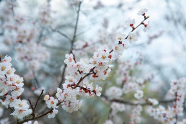 Kayısı ağacı çiçek