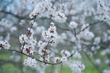 Kayısı ağacı çiçek