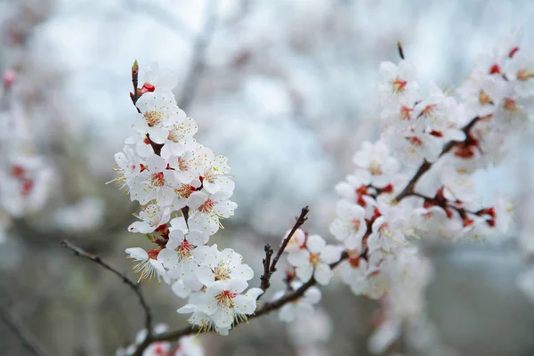 Blooming apricot-tree — Stock Photo, Image