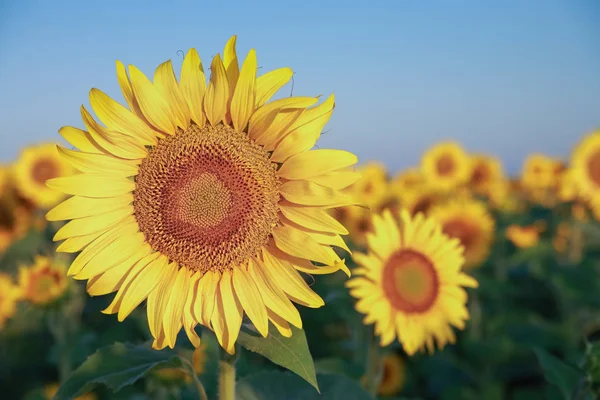 Sunflowers — Stock Photo, Image