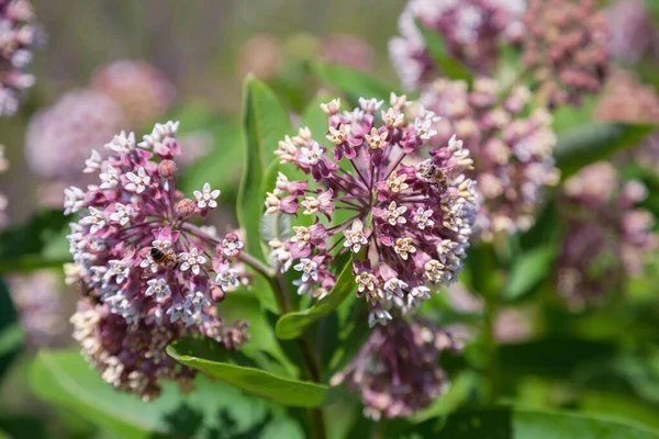 Milkweed Flowers Close — Stock Photo, Image