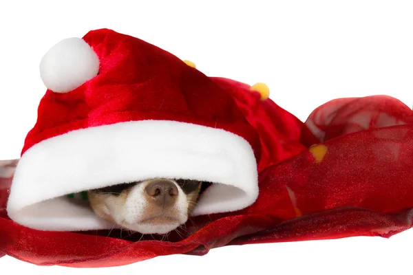 Beyaz arkaplanda köpek portresi