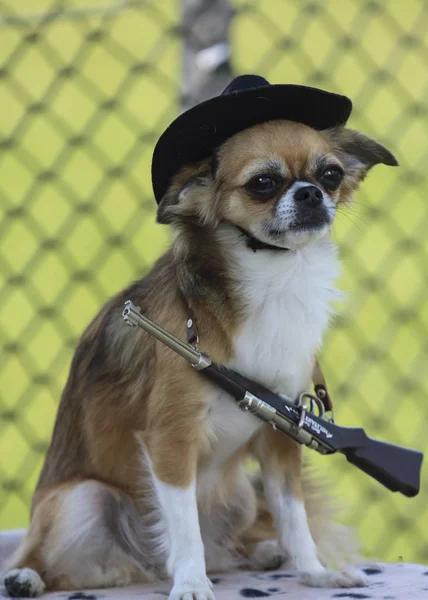 Portret Psa Trawie — Zdjęcie stockowe
