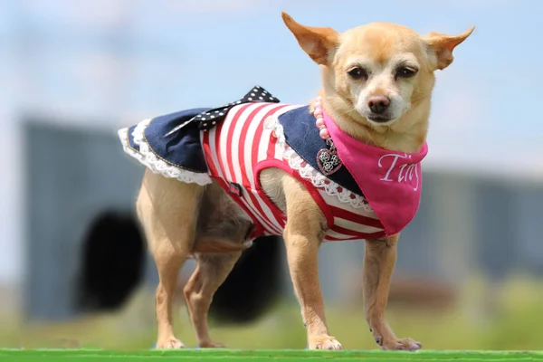 köpek çimlerin üzerine portresi.