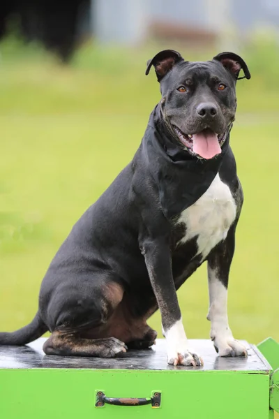 köpek çimlerin üzerine portresi.