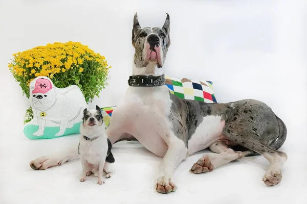 Portret Van Hond Witte Achtergrond — Stockfoto