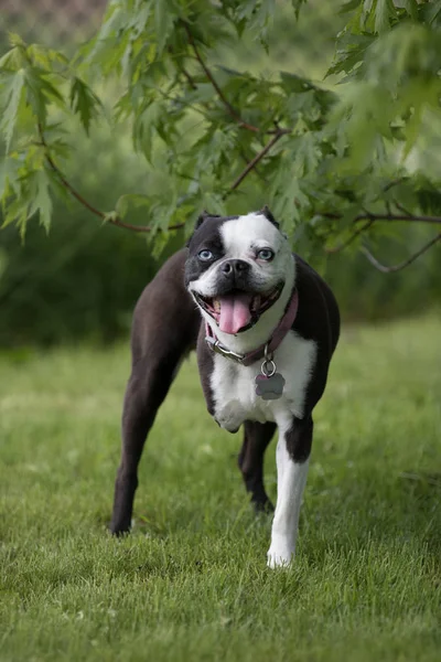 Portret Van Hond Met Drie Benen — Stockfoto