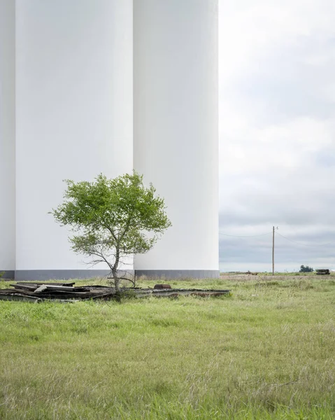 Árvore Verde Contra Silo Branco Elevador Grãos Colorado Rural — Fotografia de Stock