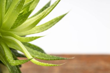 yeşil aloe tesisi soyut rustik ahşap ve beyaz arka plan