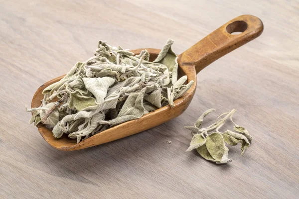 Vintage Wooden Scoop Dry Greek Sage Herb Tea Fascomilo — Stock Photo, Image