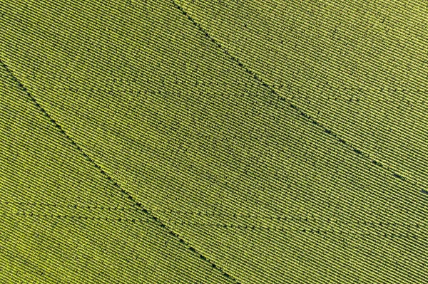 Vista Aérea Campo Milho Com Trator Aspersores Leste Colorado — Fotografia de Stock