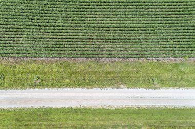 green soybean field and ranch road in Nebraska - aerial view clipart