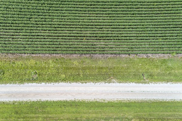 Champ Soja Vert Route Ranch Dans Nebraska Vue Aérienne — Photo