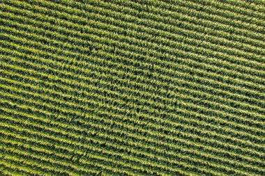 Doğu Colorado Mısır tarlasında havadan görünümü