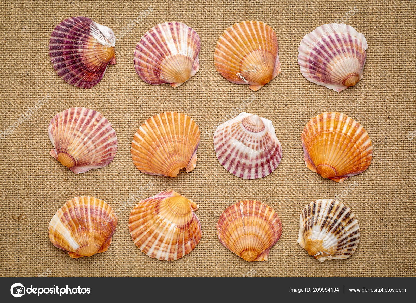 Set Colorful Natural Sea Clam Shells Burlap Canvas Stock Photo by